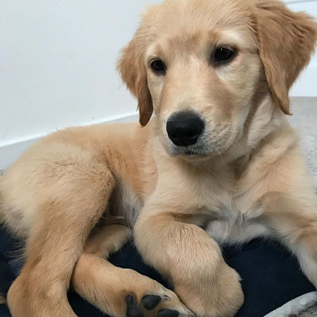 Seamus is one today! I can barely remember life without him… it’s sometimes difficult to live with all my human friends and family spread across the globe, but he makes it easier. Dogs really can be best friends. He gets all the treats today. ♥️